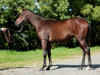 左後一白の馬が見据える未来~ユニオンオーナーズクラブ所属ペガサス31~<Number Web>