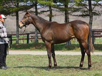 未来のスターホース。サンドピアリス孫馬の未来。~ユニオンオーナーズクラブ所属ペガサス12~<Number Web>