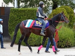 【競馬ラボ】G1馬ワンダーアキュートがJCダートで連勝を目指す