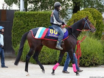 【競馬ラボ】G1馬ワンダーアキュートがJCダートで連勝を目指す<Number Web>