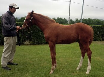 カタール王室が送り込む、注目の超良血当歳馬。~活況セレクトセールに希少な1頭~<Number Web> photograph by Ryozo Katayama