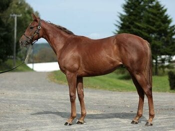 未来のスターホース。ハクサンムーン近親馬が見据える未来~ユニオンオーナーズクラブ所属ペガサス15~<Number Web>
