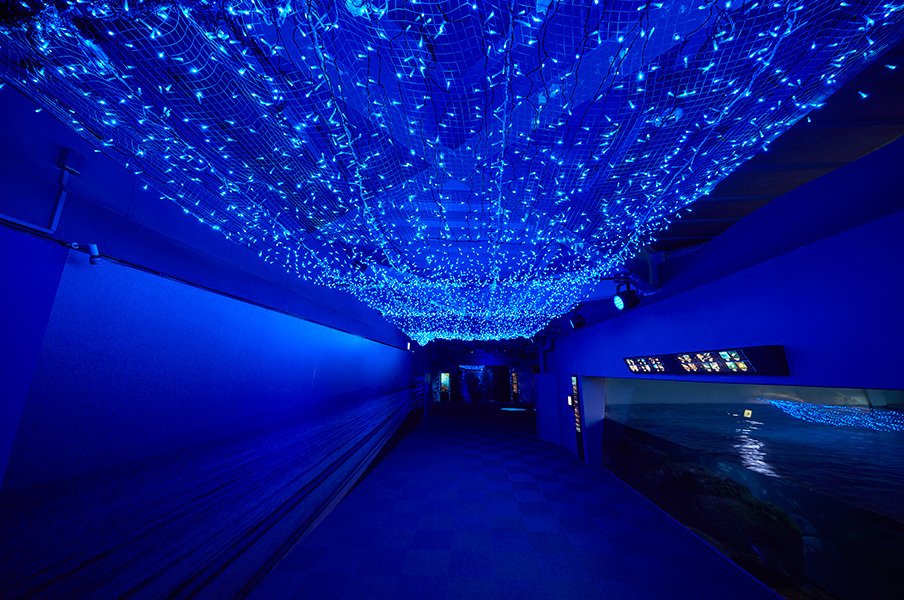 満天の星降る、新江ノ島水族館を巡る ナイトワンダーストーリーズ 第二話