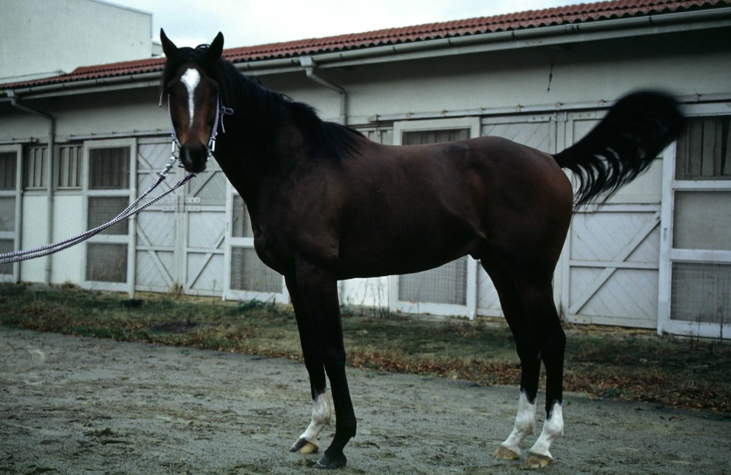 貴公子然とした端正なルックスで人気を博したトウカイテイオー　©Sports Graphic Number