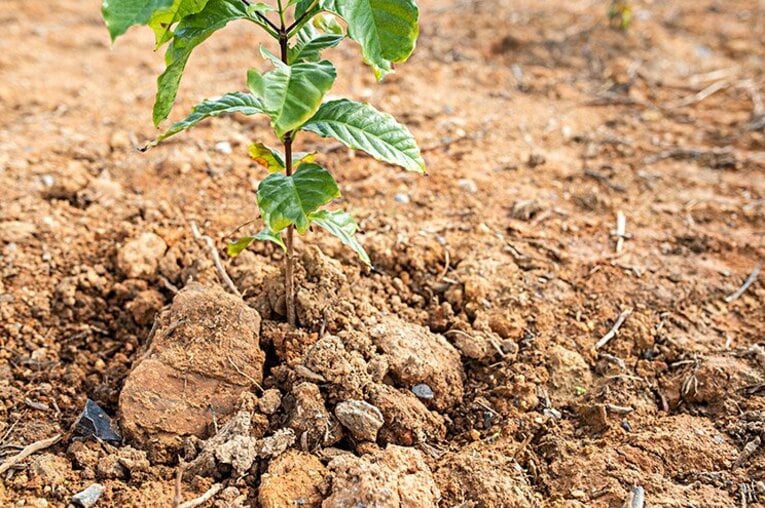 高原直泰・独占インタビュー（前編）。「僕が沖縄でコーヒー豆をつくる理由」(9)