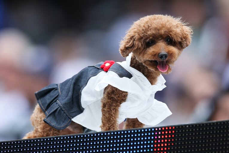 【かわいいワンちゃんとサッカー／2枚】クラブW杯が開催されたアメリカでは犬が観戦する場面も　©Getty Images（※イメージ）