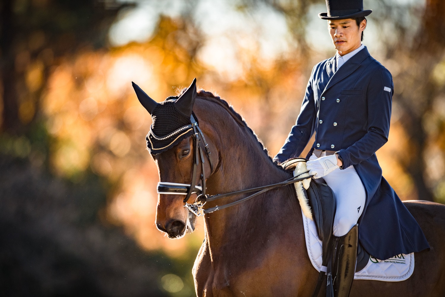 馬事公苑で演技をする佐渡