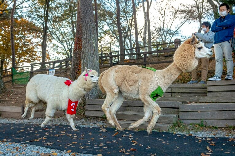 エスペランサちゃんを必死で追う1番ニーナちゃん（メス、2歳）と3番サツキちゃん（メス、1歳）