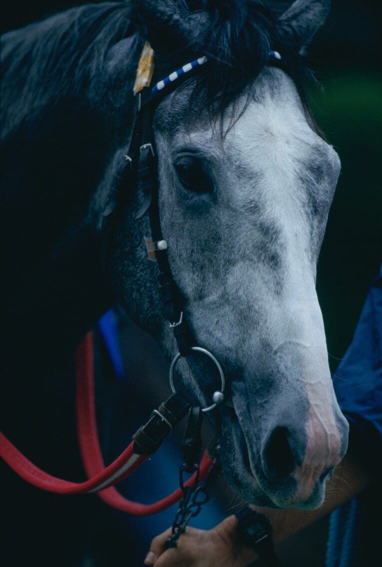 ビワハヤヒデ　©BUNGEISHUNJU