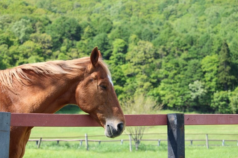 ©The Retired Horse Association