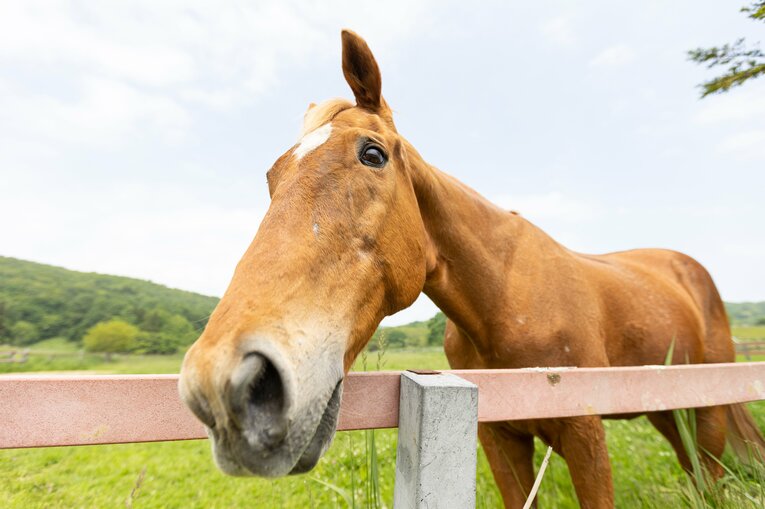 在りし日のタイキシャトル。種牡馬をリタイアした後は認定NPO法人引退馬協会の所有馬に。　©Daisuke Asauchi