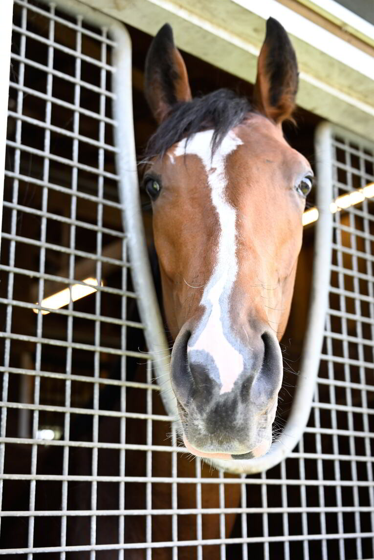 山元トレセンでくつろぐソールオリエンス　©Keiji Ishikawa
