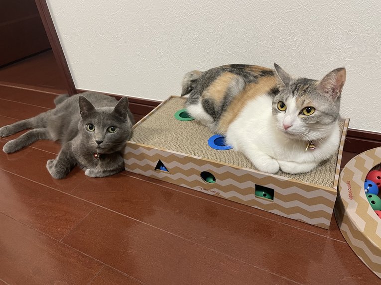 内山さんが愛を注ぐクーちゃん（左）とビルス（本人提供）