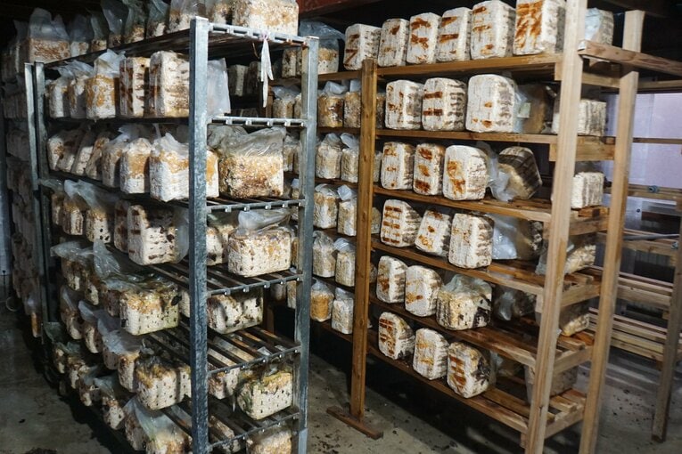 中原さんが栽培するきくらげ ©Number Web