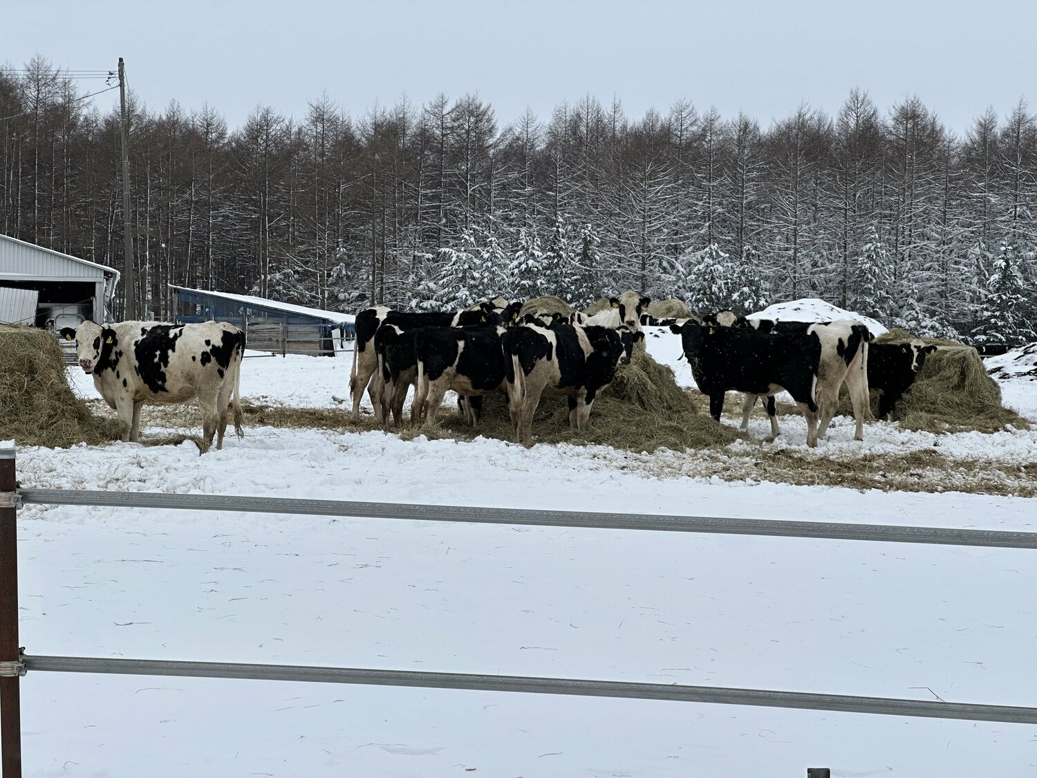 別海町は乳牛11万頭が暮らす酪農の町 ©Yuji Yanagawa