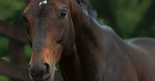 ディープインパクト 尾毛 馬毛 【本物】値下げOK ディープインパクトを徹底解剖 - Number Web - ナンバー