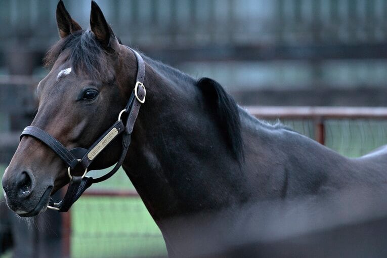 種牡馬時代のディープインパクト（2007年撮影）　©Takuya Sugiyama