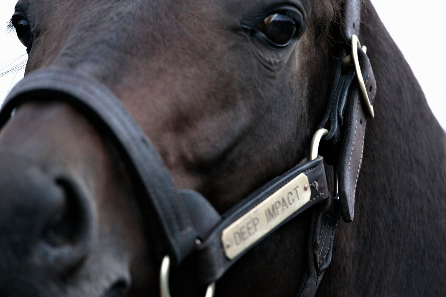 社台ファームにて、在りし日のディープインパクト。優しい目をしている　©Takuya Sugiyama