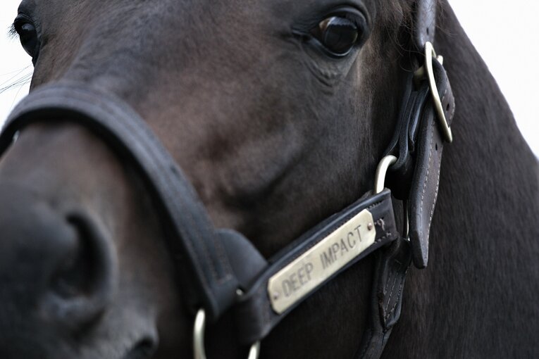 社台ファームにて、在りし日のディープインパクト。優しい目をしている　©Takuya Sugiyama