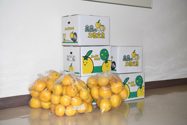 【現地カット多数】高知農、出荷前のぶんたん　©Kota Inoue