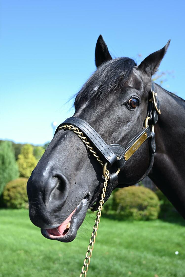 サンデーサイレンスでもディープインパクトでもなく…《日本競馬史上初