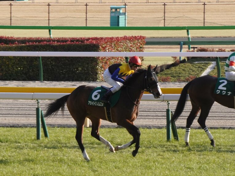 クイーンCでのアカイトリノムスメ　©Satoshi Hiramatsu