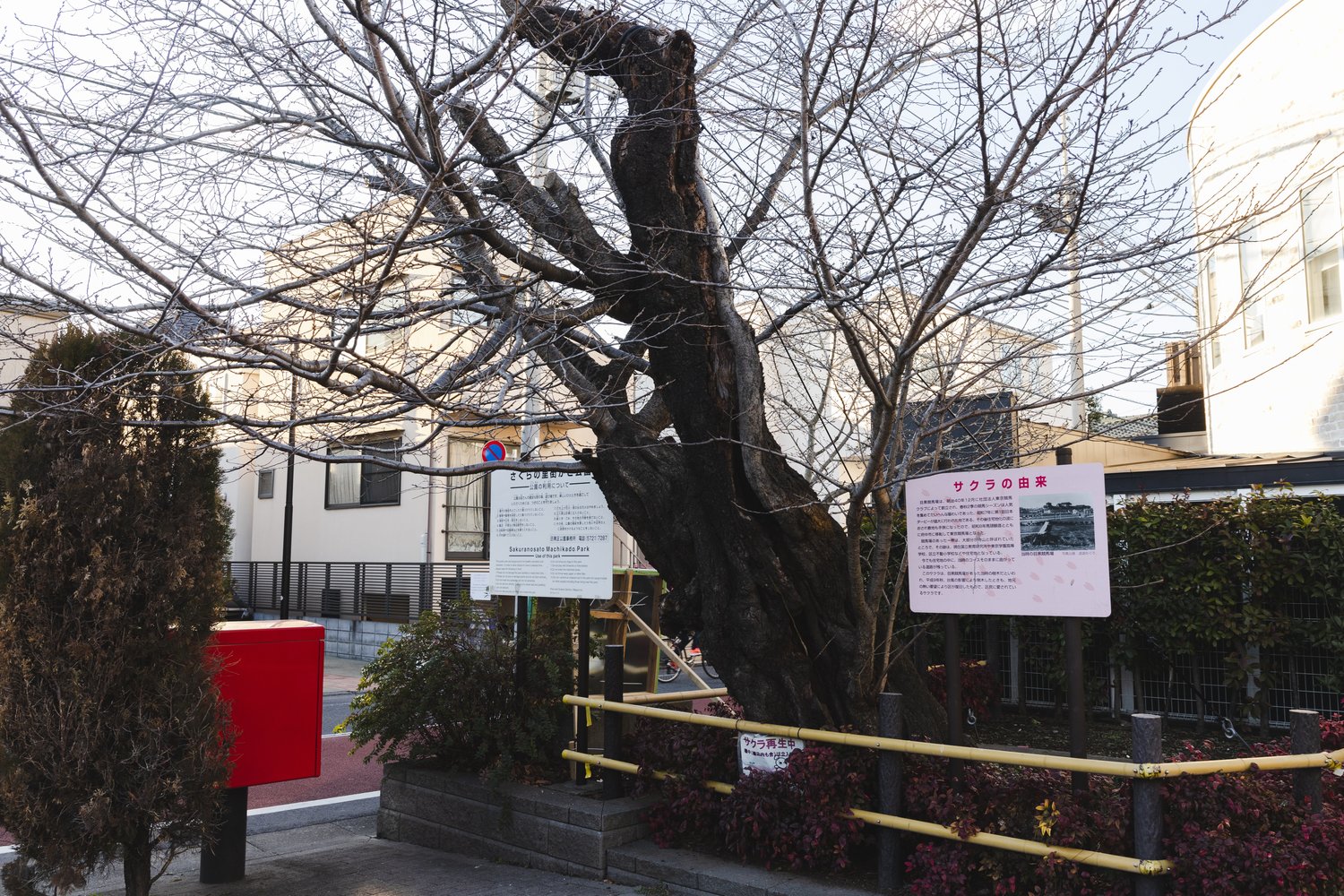 目黒競馬場現役時代からこの地にあった桜だという