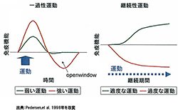 左のグラフが示すように、激しいトレーニングによって一時的に免疫力が低下する。逆に、右のグラフのように、適度な運動を継続すると免疫力が上がる。