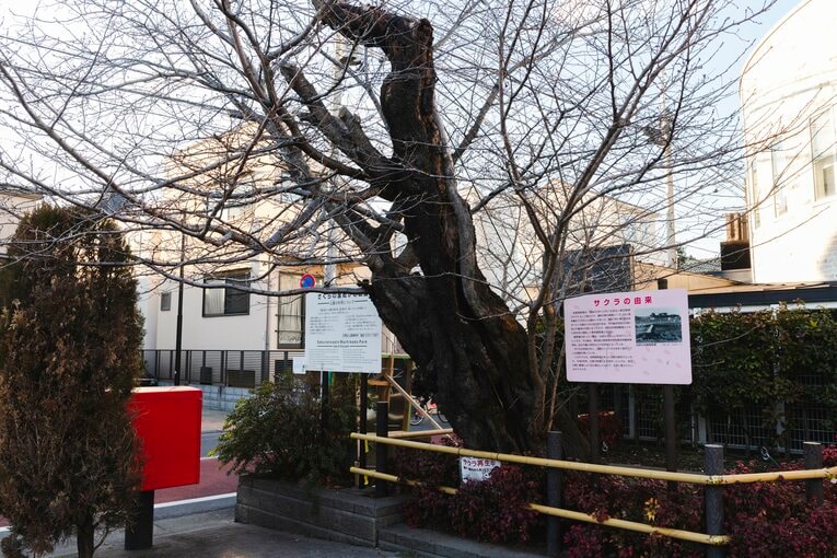 目黒競馬場現役時代からこの地にあった桜だという