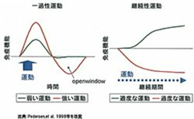 左のグラフが示すように、激しいトレーニングによって一時的に免疫力が低下する。逆に、右のグラフのように、適度な運動を継続すると免疫力が上がる。 
