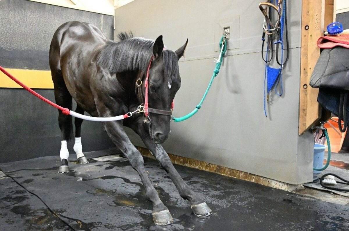 菊花賞＞初の父子牡馬3冠なるか コントレイル、“偉大な父”ディープインパクト超えへ不安は？（2／2） - 競馬 - Number Web - ナンバー