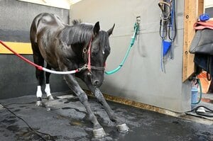 ＜菊花賞＞初の父子牡馬3冠なるか　コントレイル、“偉大な父”ディープインパクト超えへ不安は？