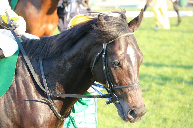 タニノフランケル。ウオッカが好きでその産駒も好きだったため、母・美枝さんと応援し続けた　©Yukino