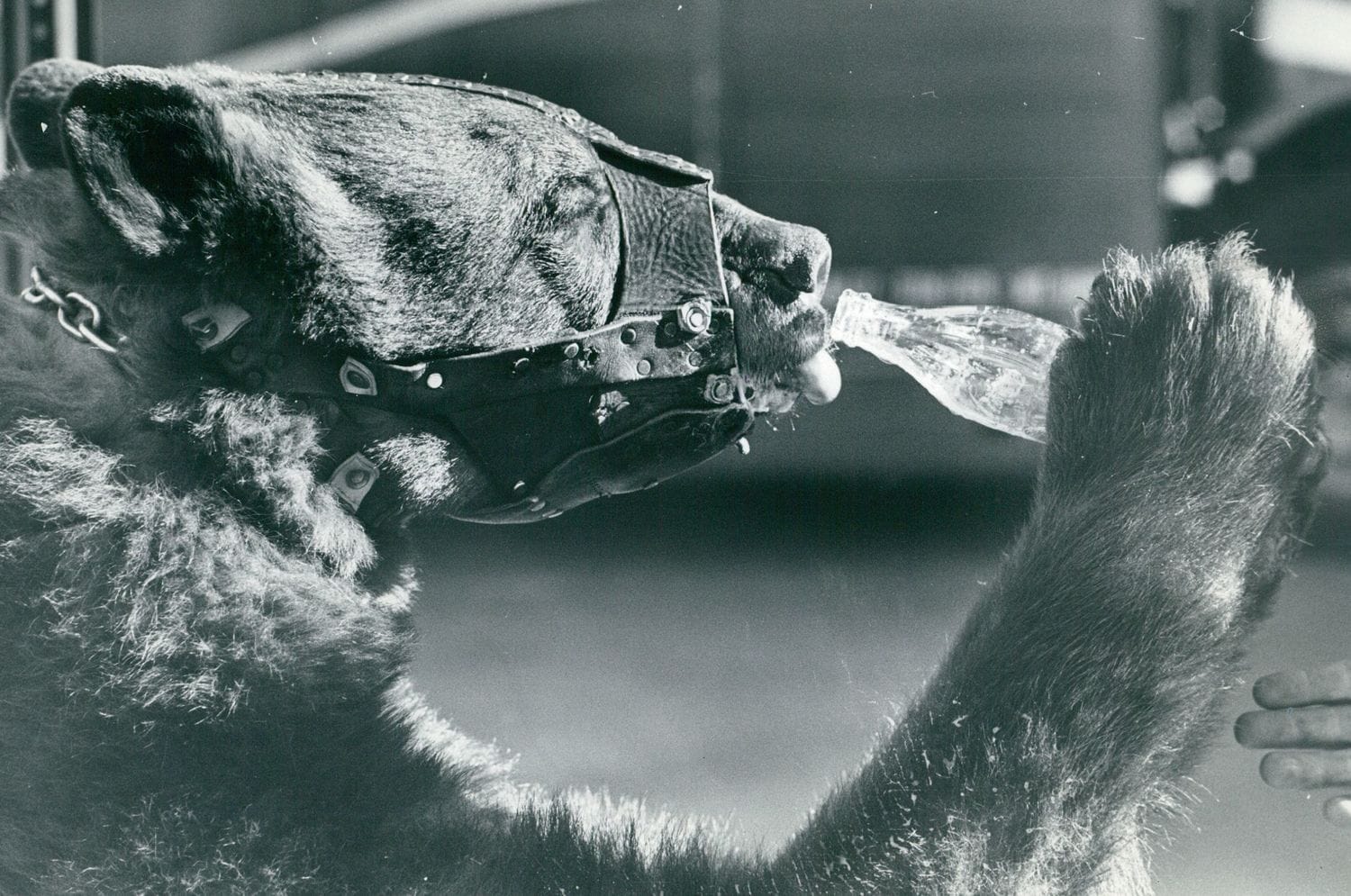 口輪をつけたクマ（※イメージです）　©Getty Images