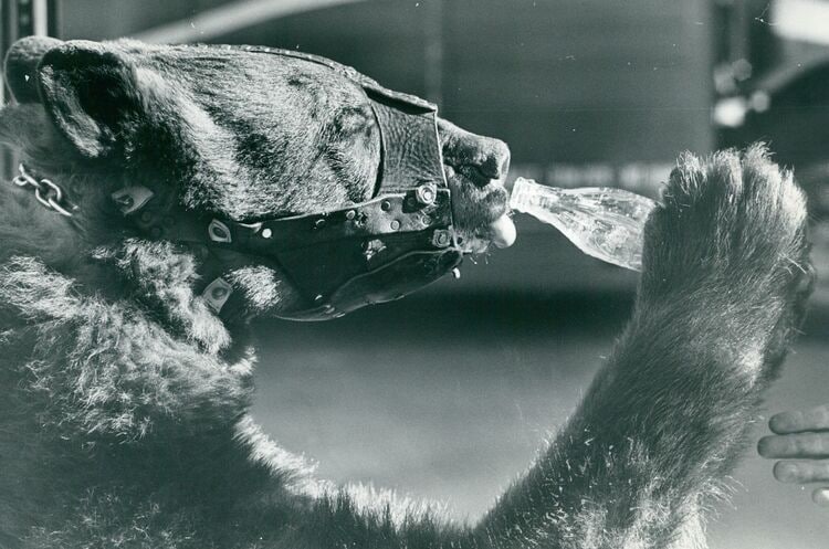 俺は目に指を入れて…」クマと生身で対戦したマサ斎藤、藤原喜明らが