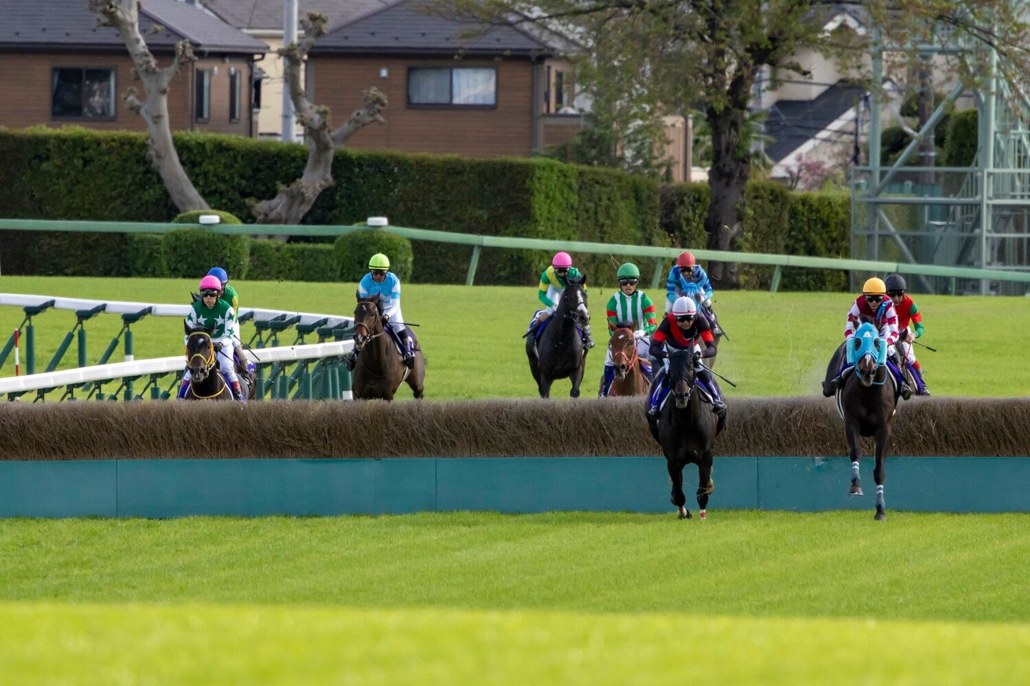 今年の中山グランドジャンプでも衰えぬレースぶりを見せつけたオジュウチョウサン（写真右）　©Photostud