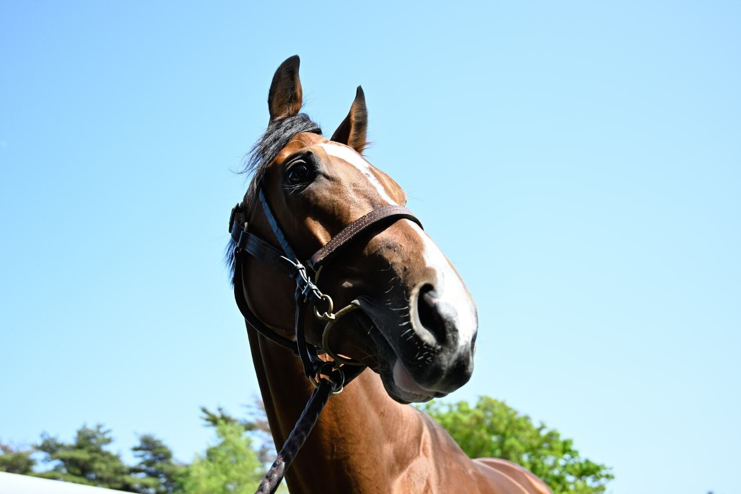 皐月賞後、山元トレセンで調整するソールオリエンス　©︎Keiji Ishikwa