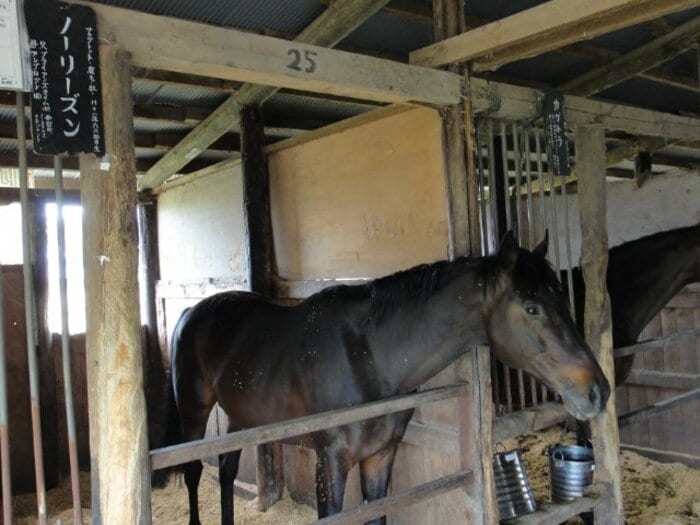 《カンニング竹山氏も発信》震災を生きた“被災馬”の知られざるその後とは？ 津波被害の乗馬クラブ「生き残ったのは41頭中わずか2頭」＜Number Web＞ photograph by Akihiro Shimada