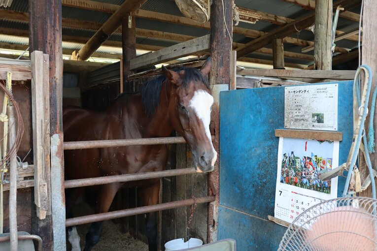 トーセンダンディ