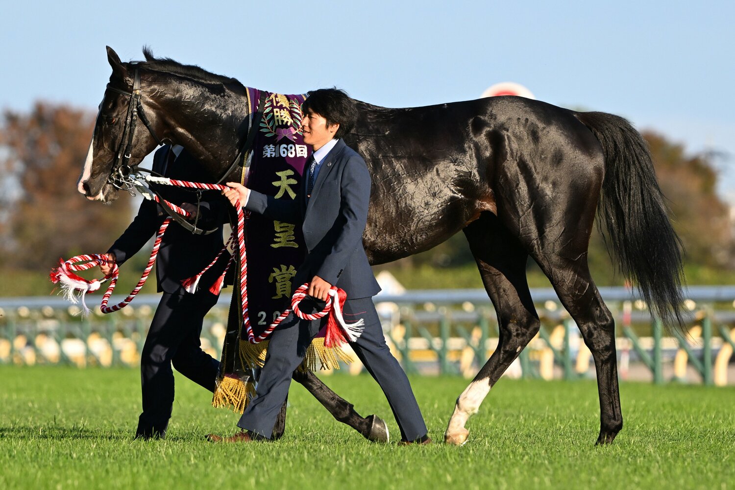 天皇賞・秋のレース後。西日に照らされ、筋肉と血管が浮き上がったイクイノックスの馬体　©Keiji Ishikawa