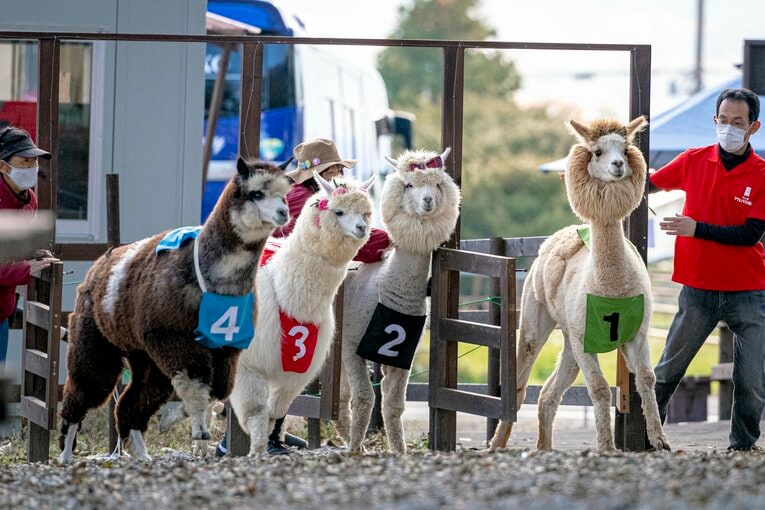 15時15分、定刻通りにレース開始！　外枠4番のエスペランサちゃんが好スタートを決めた