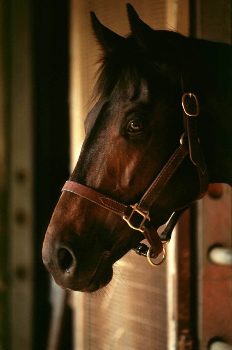 馬房でのウイニングチケット　©BUNGEISHUNJU