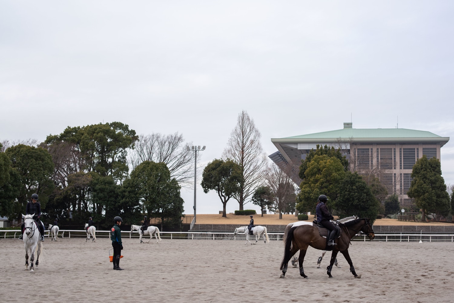 東京競馬場の馬事普及活動