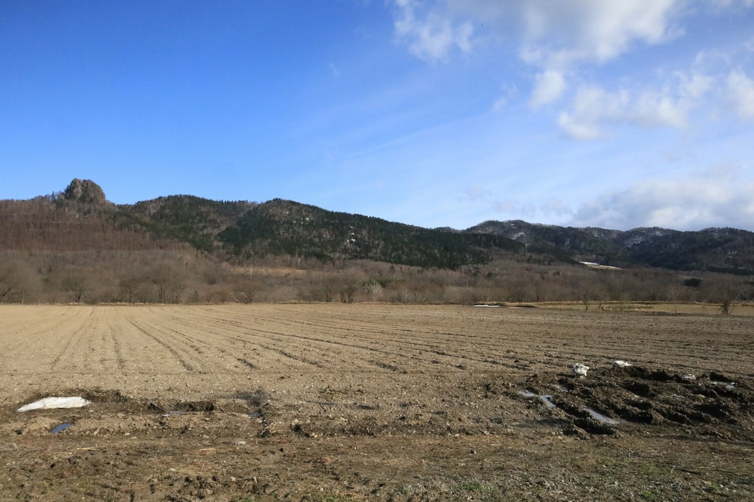 北海道滝上町にある山田さんのデントコーン畑。ここにもクマが出没することがあるという 撮影:風来堂