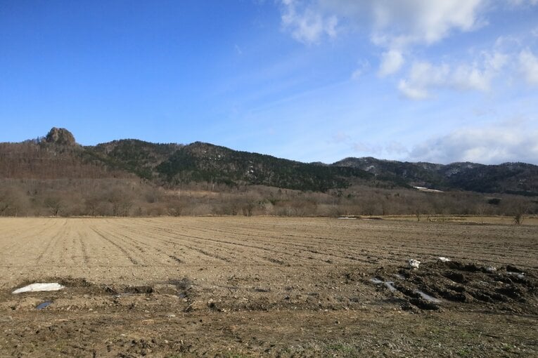 北海道滝上町にある山田さんのデントコーン畑。ここにもクマが出没することがあるという　撮影:風来堂