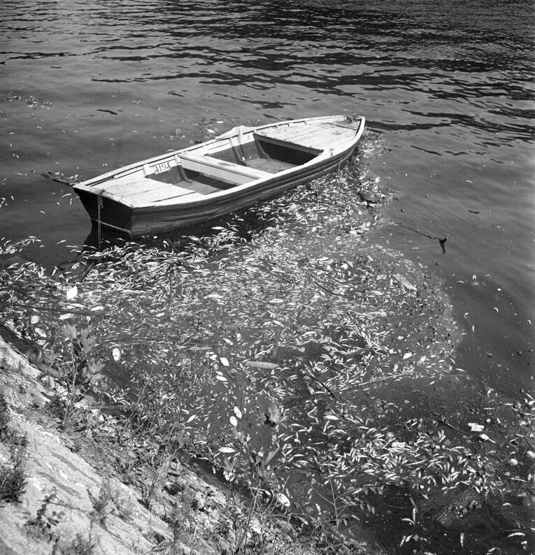 1949年、猛暑と水質汚染で魚が大量死。生活を営むパリ市民にとって「セーヌ川」は汚いイメージが強い　©Getty Images