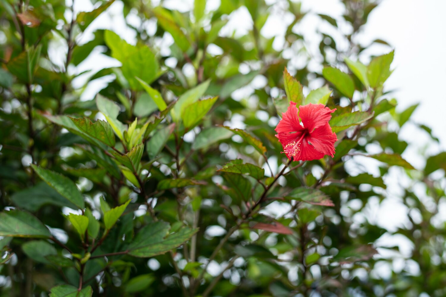 沖縄SVのコーヒー畑ではハイビスカスが防風林になっている　©Nanae Suzuki
