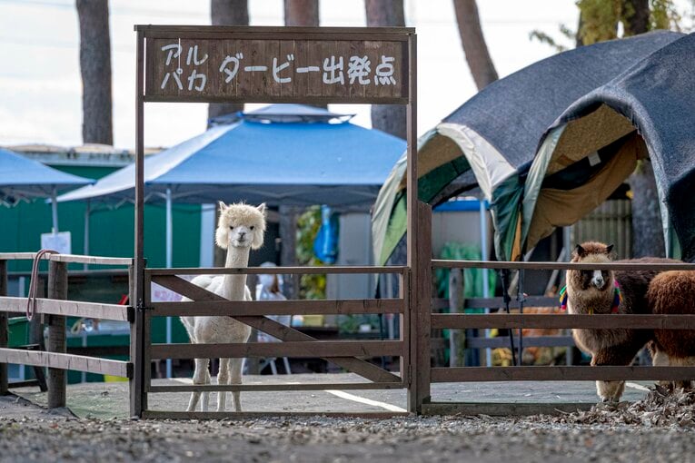 八ヶ岳アルパカ牧場のアルパカたち