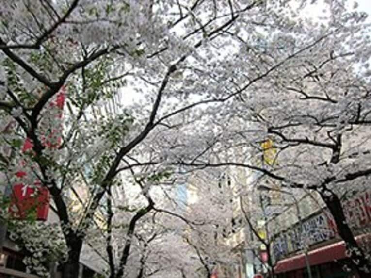 五反田の繁華街にも、満開の桜並木が。