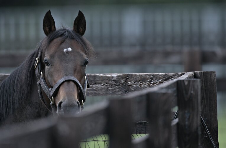 種牡馬時代のディープインパクト（2007年撮影）　©Takuya Sugiyama